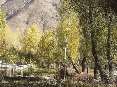 طبیعت بکر و پاییزی روستای انجرد شهرستان اهر