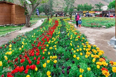 جشنواره لاله‌های آسارا‎‎
