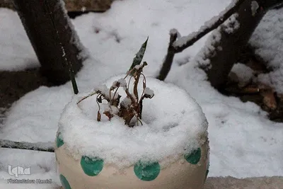برف در خیابان‌های بیرجند
