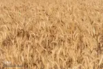 جشن شکرگزاری برداشت گندم‎