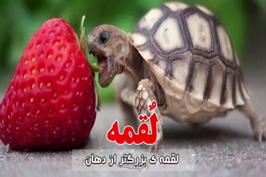 فیلم | لقمه بزرگ‌تر از دهان
