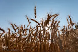 جشن شکرگزاری برداشت گندم‎