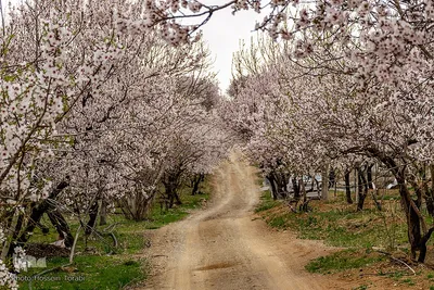 سامان شهر شکوفه‎های بهاری