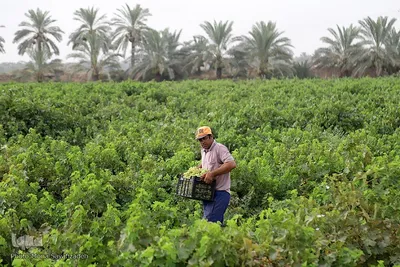 برداشت انگور از تاکستان غزاویه