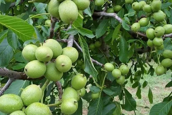 چرا برخی از نهال‌ها خشک می‌شوند؟