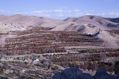برداشت زرشک در خراسان‌جنوبی