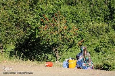 فصل برداشت گیلاس خوش طعم روستای افیل شهرستان اهر