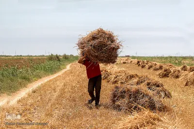 برداشت گندم از مزارع زیر آب شادگان 