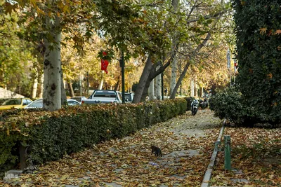 آخرین روزهای برگ‌ریزان دانشگاه تهران