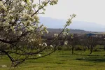 شکوفه زدن کهن ترین درختان آمرود در اهر