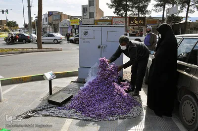 برداشت زعفران در خراسان‌جنوبی