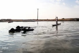 تالاب شادگان