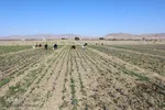 دسترنج طلایی کشاورزان - بیرجند