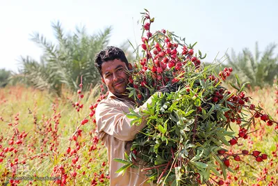 برداشت چای ترش در شهرستان کارون