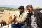 بازار گرمی گوشت قربانی در عید قربان – شهرستان اهر