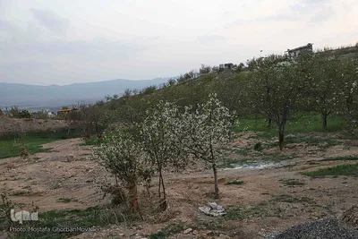 وقوع پديده گل انگيزي يا شكوفه زنی درختان ميوه در پاييز اهر