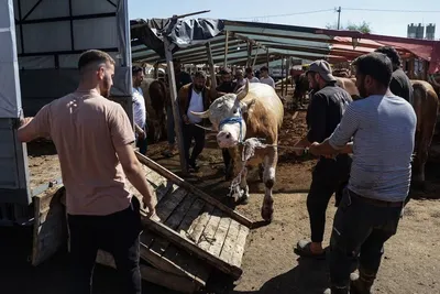 A sacrificial bull is loaded on to a trailer during Eid Al Adha celebrations in Istanbul. EPA

