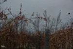نغمه باران در اصفهان