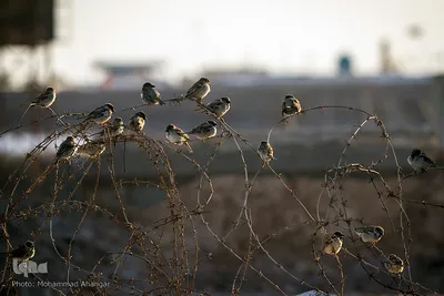 کاروان راهیان نور دانشجویان خارجی در مناطق عملیاتی خوزستان