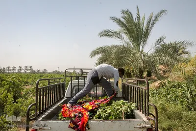 برداشت انگور در خوزستان
