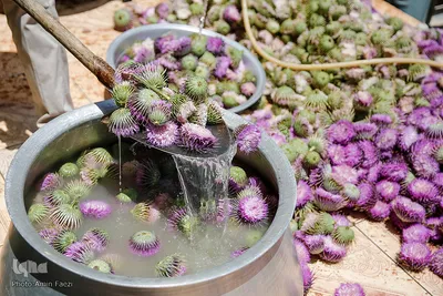 برداشت گیاه دارویی خارپنیری در استهبان فارس