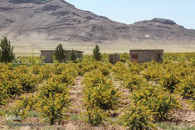 در انتظار دانه‌های طلایی زرشک