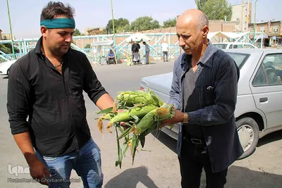 برداشت شیر بلال(ذرت) محصول بومی شهر اهر