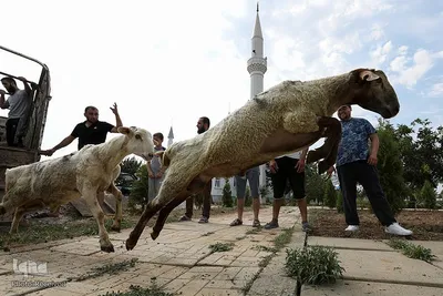 جشن عید قربان زیر سایه ویروس کرونا