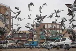 چهارراه کبوترها‎‎
