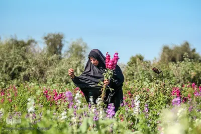 بهار در حمیدیه