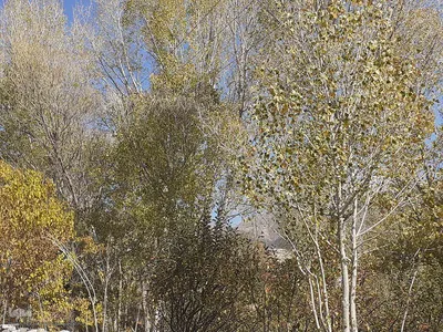 طبیعت بکر و پاییزی روستای انجرد شهرستان اهر