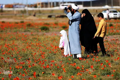 دشت شقایق‌های وحشی قم