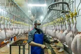 امنیت غذایی با تقویت تولید ملی