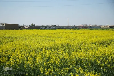 نرم نرمک می‌رسد اینک بهار