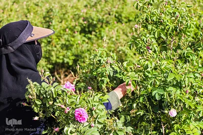 اینجا عطر گل محمدی صرف نیات خیر می‌شود