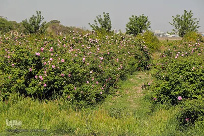 برداشت گل سرخ در خراسان جنوبی