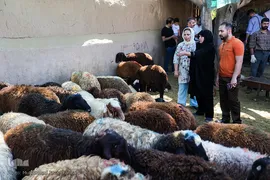 بازار گرم خرید قربانی در روز عید قربان