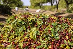 برداشت عناب در خراسان جنوبی