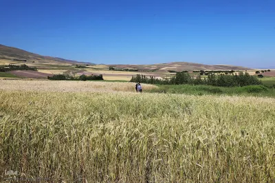 برداشت خوشه های طلایی - شهرستان اهر