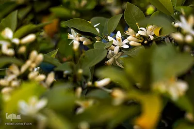 عطر بهار نارنج در شاهچراغ(ع)