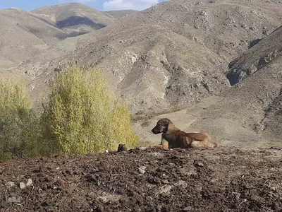 طبیعت بکر و پاییزی روستای انجرد شهرستان اهر