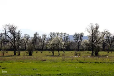 طبیعت بهاری شهرستان اهر