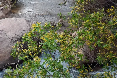 طبیعت بهاری بستان آباد