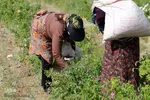 برداشت گل محمدی از مزارع هیدج