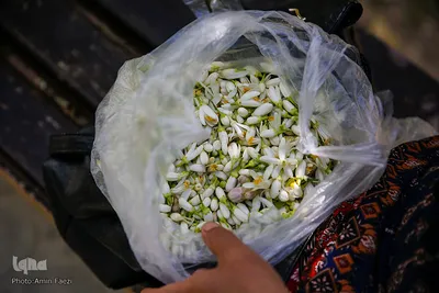 عطر خوش بهار نارنج شیراز