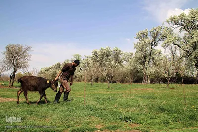 طبیعت بهاری شهرستان اهر در یک نگاه