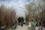 بازار نهال مشهد در آستانه فصل بهار
