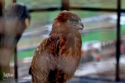 افتتاح باغ پرندگان قم در دره آباد ۱۲هکتاری