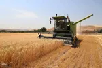 آیین شکرگزاری برداشت گندم در مراغه