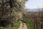 طبیعت بهاری شهرستان اهر